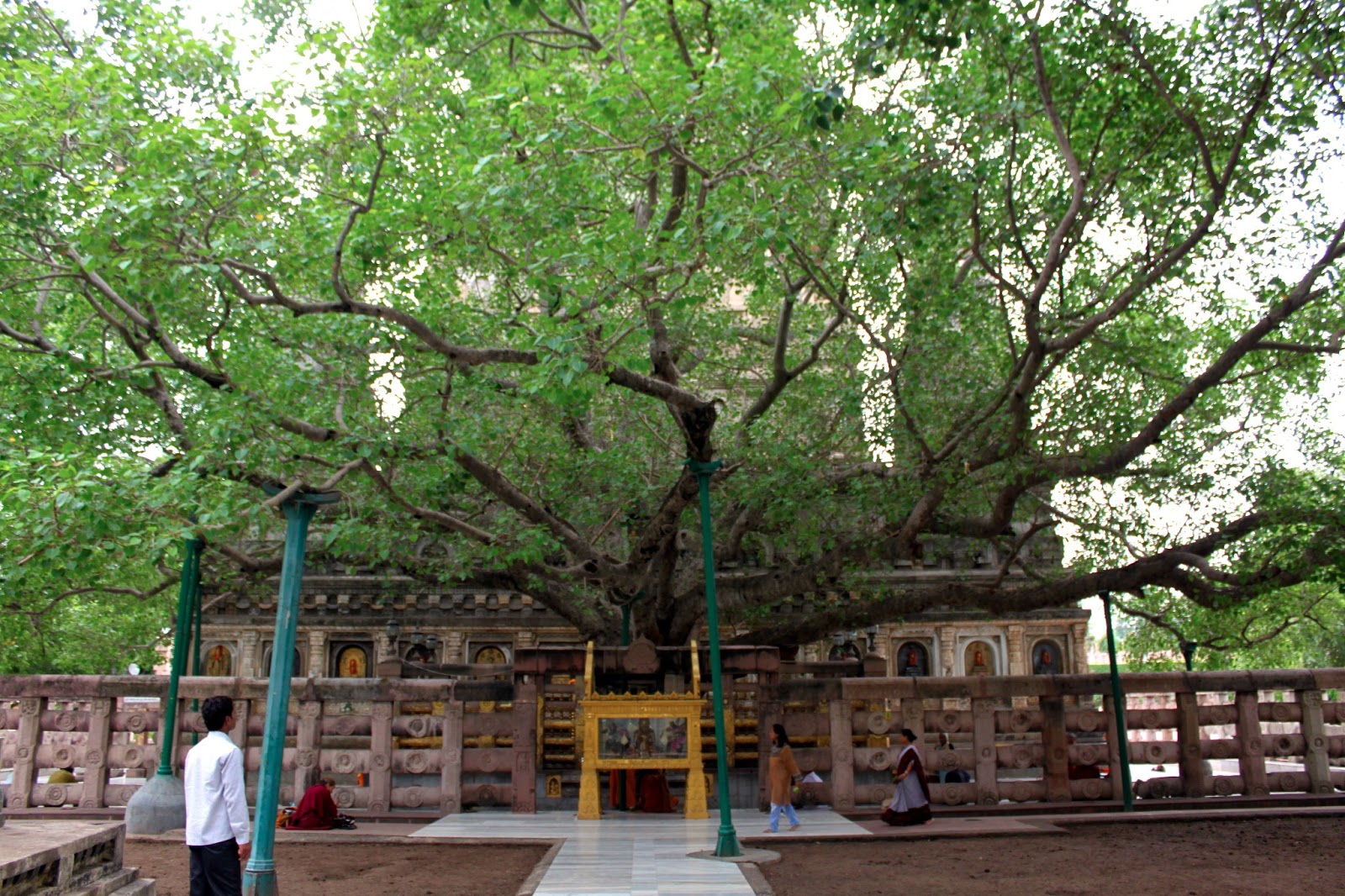 Bodhi Tree